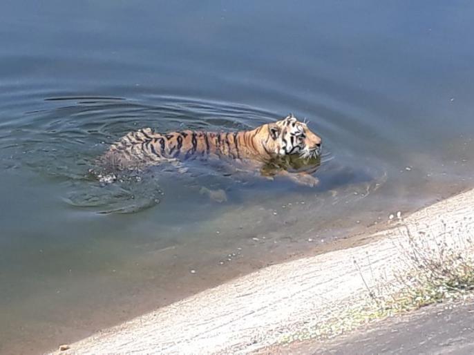 10-tiger-5_20180146799