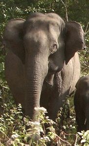 nagzira-national-park2
