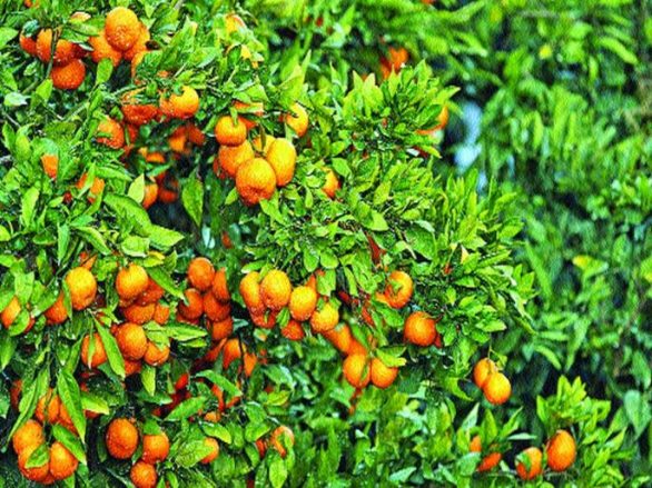 orenge-news_20180365549