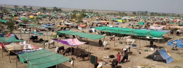 Mhaswad Chara Chavani 1
