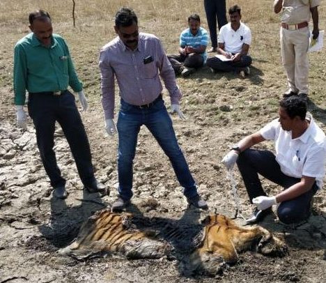 tigress-dead-devlapar_201903204106
