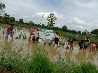 धानाची श्री लागवड बातमीचे फोटो