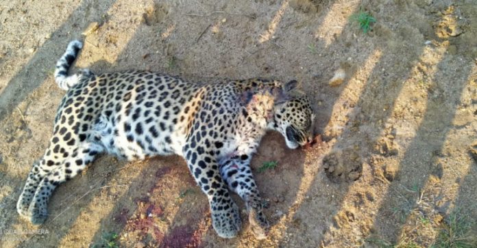 Leopards-found-dead-in-Lond-768x400