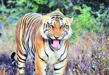 वाघाची शिकार करणा-या मोस्ट वॉन्टेड गजेंद्रीबाईचा जामीन न्यायालयाने फेटाळला…