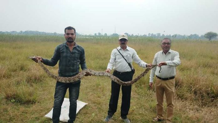 Snake-friends-gave-life-to-the-dragon-snake