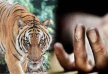 वाघाच्या हल्ल्यात झुरकुटोला येथील ७२ वर्षीय वृद्धाचा मृत्यू