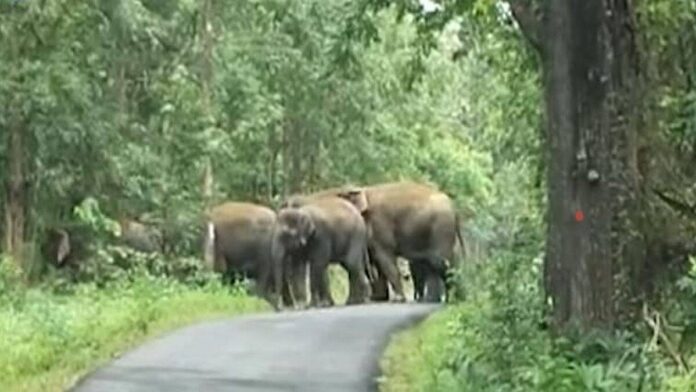 elephant-in-gondiya