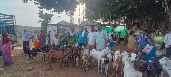 माविमच्या बचतगटांना शेळया, बोकुड वाटप फोटो-3