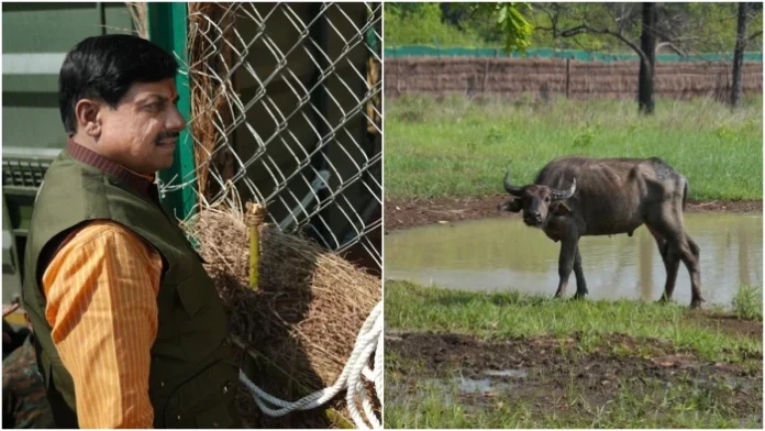 28_04_2026-wild_buffalo_reintroduction_mp_2026428_121623_m