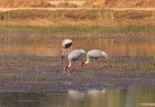 गोंदिया जिल्ह्यात २ ने वाढली सारस पक्ष्यांची संख्या, यावर्षी 3२ पक्ष्यांची नोंद