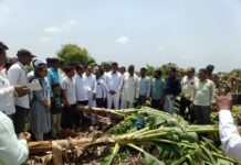 कृषीमंत्री दत्तात्रय भरणे यांनी केली इंदापूर तालुक्यातील नुकसानग्रस्त भागाची पाहणी