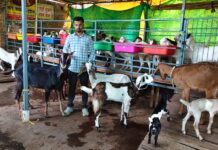 गोट फार्म हेच जीवनाचे ध्येय;आमगावच्या तरुणाची रोजगारनिर्मितीची प्रेरणादायी यशोगाथा