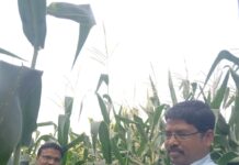 “शिकता शिकता कमाई: बेहळीटोला शाळेचा आदर्श कृषी उपक्रम