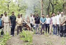 ‘त्या’ वाघाच्या मृत्यूचे रहस्य कायम