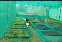 सेंद्रिय भाजीपाला व रोपवाटिका: उमेद योजनेतून ग्रामीण अर्थकारणाला चालना