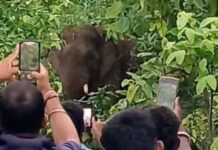 मेंढ्यातील युवकाचे धाडस जीवावर बेतले,चिडलेल्या हत्तीने घेतला बळी
