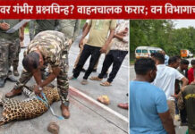 महामार्ग ठरतोय वन्यजीवांचा ‘मृत्यूचा सापळा’; अज्ञात वाहनाच्या धडकेत बिबट्याचा जागीच अंत!