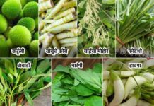 रानभाजी प्रदर्शन व विक्री महोत्सवाचे आयोजन 21 ऑगष्टला गोंदियात