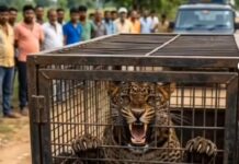सोनेंगाव-बिबीटोला परिसरात दहशत निर्माण करणारी मादी बिबट्या अखेर वन विभागाच्या ताब्यात