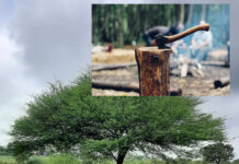 बाभळीचा ऱ्हासः पर्यावरणाची किंमत मोजणार तरी कोण?