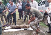 शेताच्या कुंपणात अडकून १६ महिन्यांच्या बिबट्याचा मृत्यू; घातपाताची शक्यता