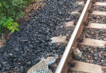 महालगाव नजीक रेल्वे मार्गावर बिबट्याच्या बछड्याचा मृत्यू
