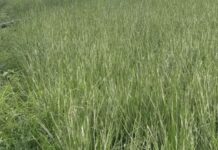 तेढा परिसरातील भात पिकाला मोठा फटका: खोडकिडा, करपा अन् तुडतुड्यांच्या प्रादुर्भावाने बळीराजा संकटात
