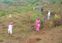 आलापल्ली वनक्षेत्रातील कामांच्या अनियमिततेप्रकरणी कारवाई करा